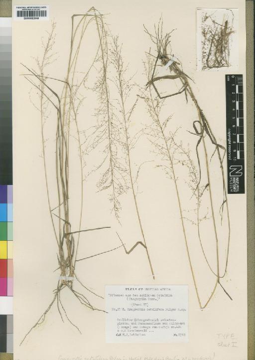 Eragrostis setulifera Pilg. - BM000922959