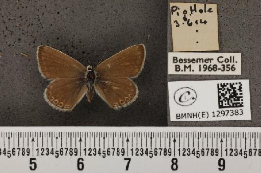 Polyommatus icarus ab. anticoelunata Verity, 1943 - BMNHE_1297383_148912