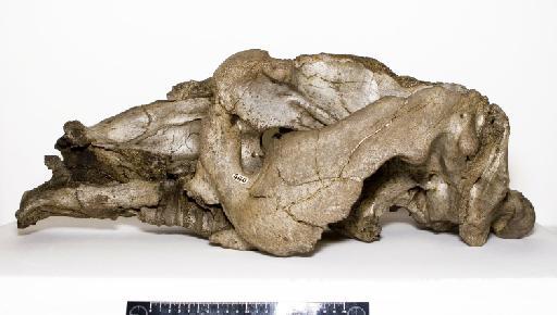 Toxodon platensis Owen, 1837 - NHMUK PV M 16560_1