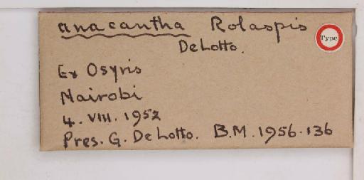 Rolaspis anacantha De Lotto, 1956 - 010714431_additional