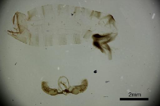 Argyroploce hygrantis Meyrick, 1911 - BMNH(E) 1377290 Argyroploce hygrantis Meyrick Male HT genitalia