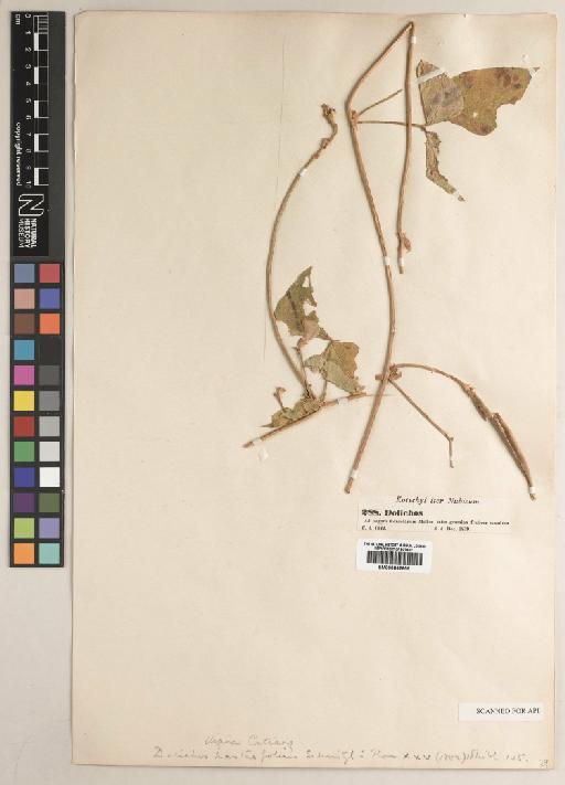 Vigna unguiculata (L.) Walp. - BM000842659