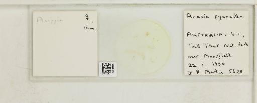 Acizzia acaciae-pycnanthae Froggatt, 1901 - 010715777_117157_1145393