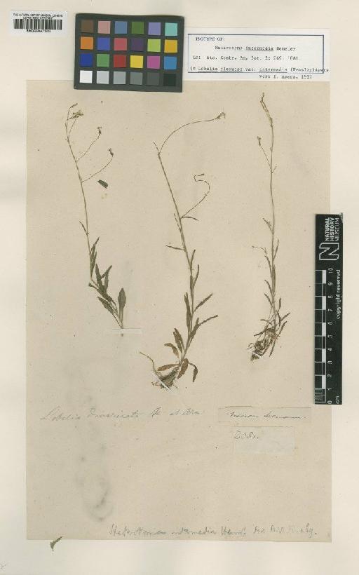 Lobelia flexuosa var. intermedia (Hemsl.) Lammers - BM000947633
