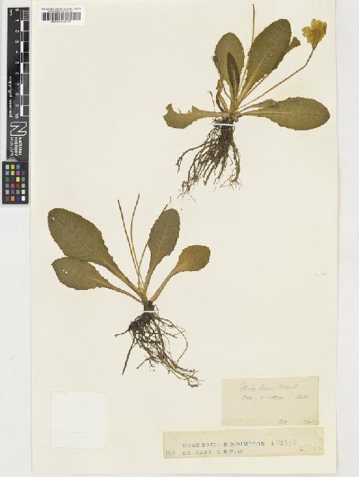 Primula vulgaris Huds. - BM001036779
