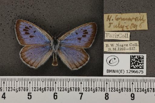 Maculinea arion eutyphron (Fruhstorfer, 1915) - BMNHE_1296675_134002