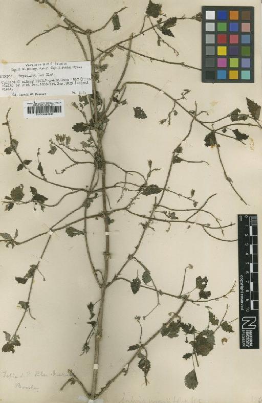 Salvia prasiifolia Benth. - BM000992998