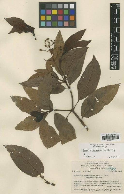 Psychotria myrsinoides Merr. & L.M.Perry - BM000945517