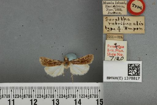 Prionapteryx rubrifusalis (Hampson, 1919) - BMNH(E) 1378817 Surattha rubrifusalis Hampson female T dorsal & labels