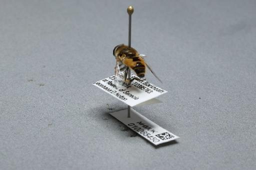 Eristalis (Eoseristalis) arbustorum (Linnaeus, 1758) - 010265450_additional_2