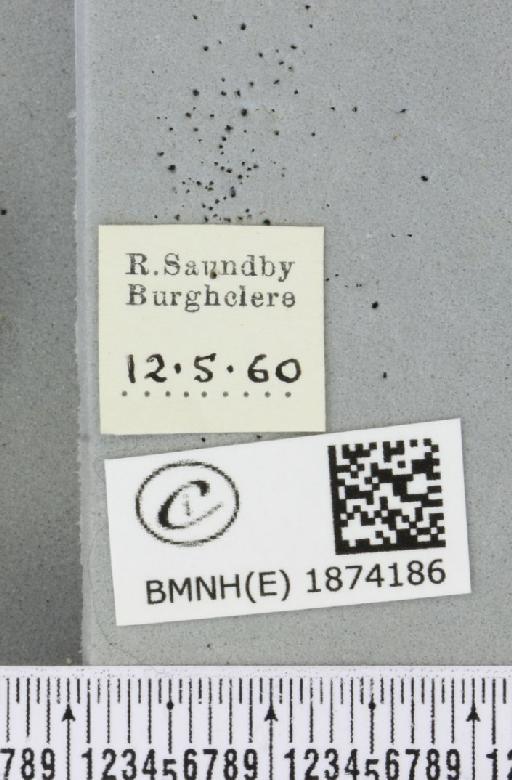 Bupalus piniaria (Linnaeus, 1758) - BMNHE_1874186_label_494006
