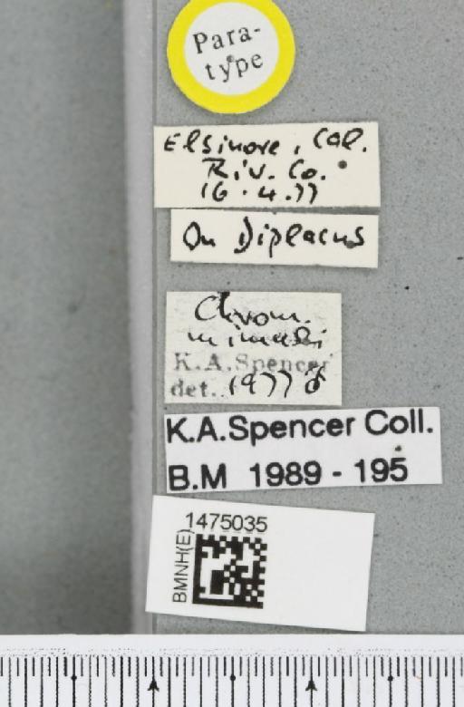 Chromatomyia mimuli Spencer, 1981 - BMNHE_1475035_label_48544