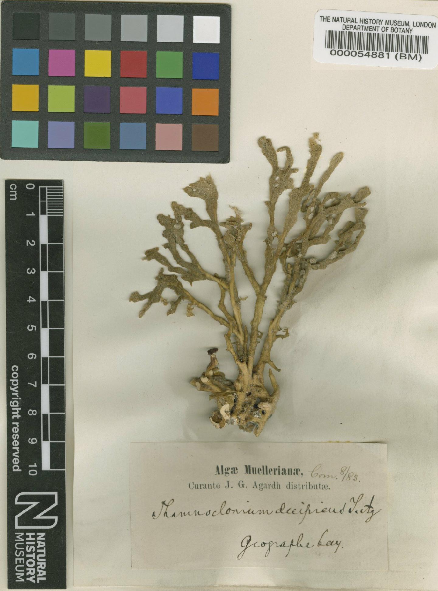 To NHMUK collection (Carpopeltis spongeoplexus Womersley & J.A.Lewis; Isotype; NHMUK:ecatalogue:4857111)