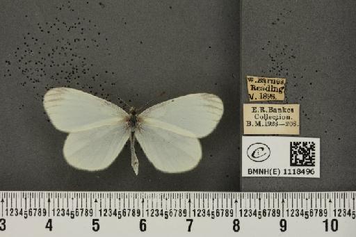 Leptidea sinapis sinapis Linnaeus, 1758 - BMNHE_1118496_73332