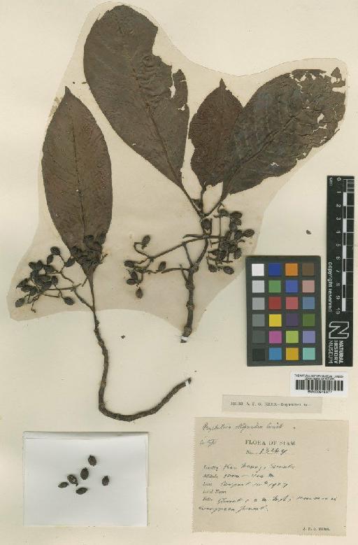 Psychotria ellipsoidea Craib - BM000945377