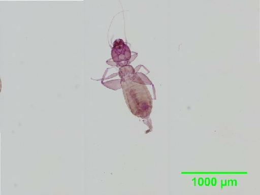 Liposcelis pubescens Broadhead & Richards, 1947 - 010150929__2016_03_17_s3