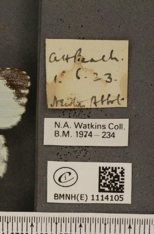 Anthocharis cardamines britannica Verity, 1908 - BMNHE_1114105_label_67302