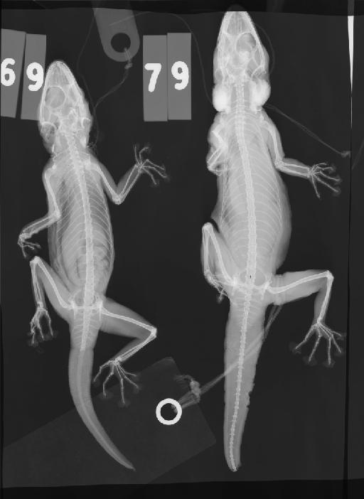 Ptyodactylus hasselquistii hasselquistii - 69-79_1971 690-79_2400ppp037.jpg