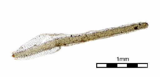 Exostratum asperum (Mitt.) L.T.Ellis - Leucophanes subscabrum_BM000665361wholeleaf3