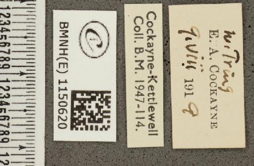 Lysandra coridon ab. caeruleopuncta Tutt, 1910 - BMNHE_1150620_label_102448