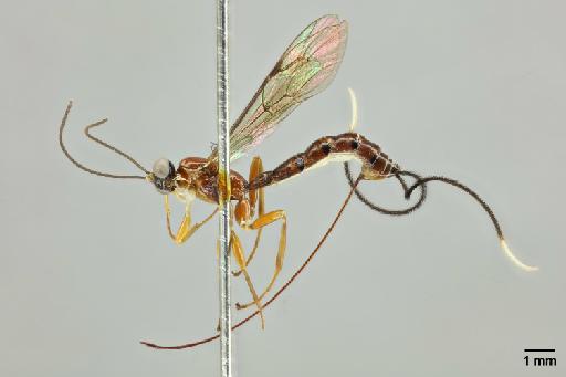 Anastelgis imposiblita Gauld, I.D., 2000 - 010824761_Anastelgis_imposibilita_HT_lateral_habitus_A