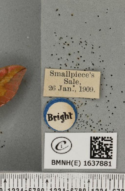 Deilephila porcellus (Linnaeus, 1758) - BMNHE_1637881_label_206934