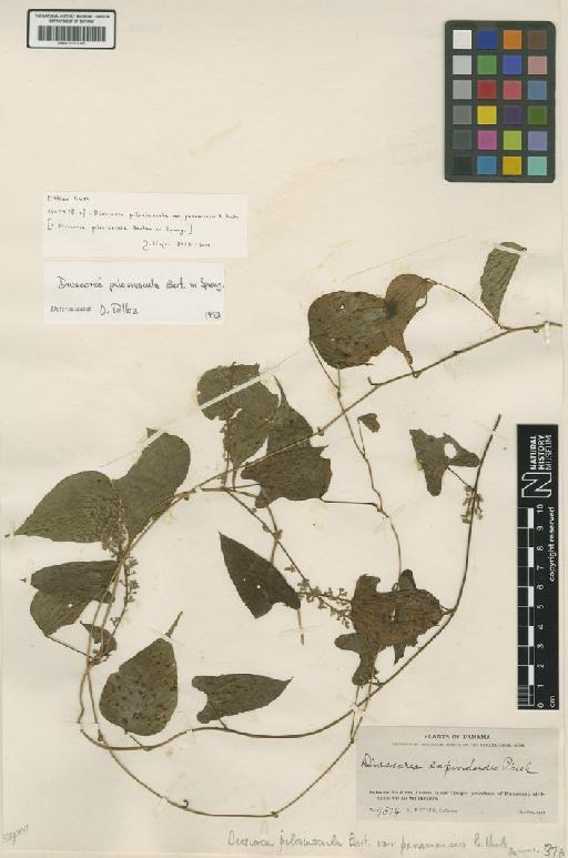 Dioscorea pilosiuscula Bertero ex Spreng. - BM001191045