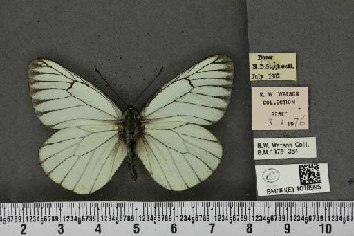 Aporia crataegi (Linnaeus, 1758) - BMNHE_1078995_70046