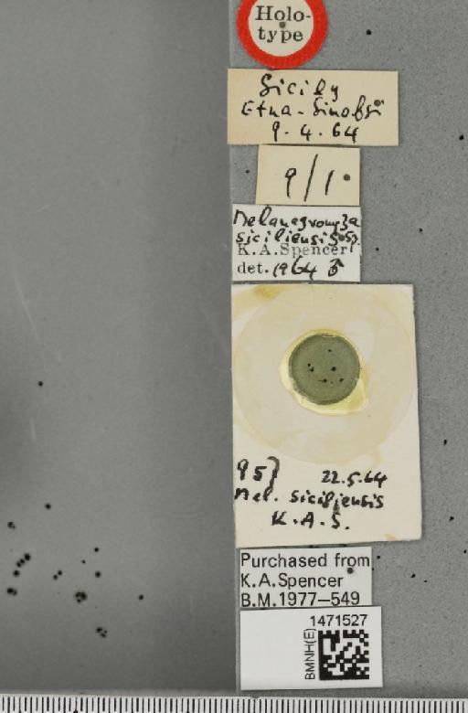 Melanagromyza siciliensis Spencer, 1966 - BMNHE_1471527_label_46523