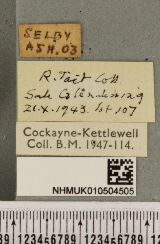 Acronicta menyanthidis menyanthidis ab. suffusa Tutt, 1888 - NHMUK_010504505_label_561966