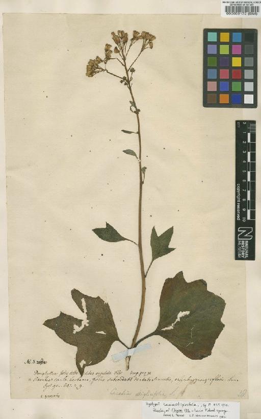 Cacalia atriplicifolia L. - BM000038172