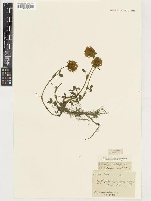 Trifolium pratense L. - BM001037862