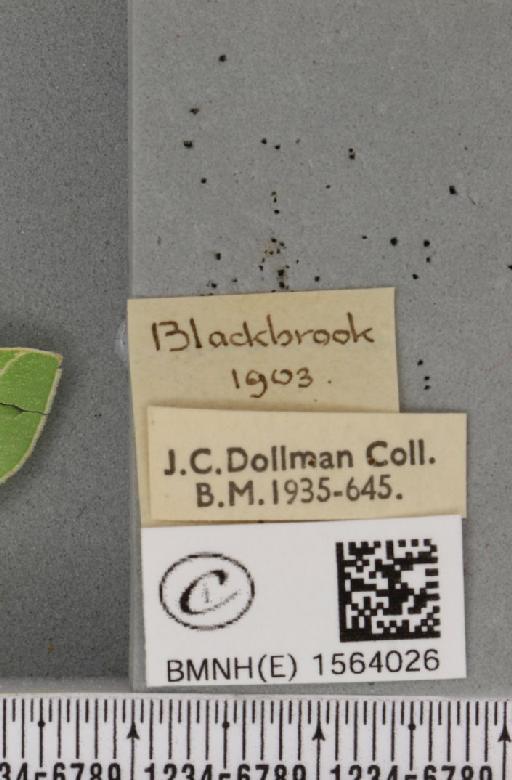 Bena bicolorana (Fuessly, 1775) - BMNHE_1564026_label_293196