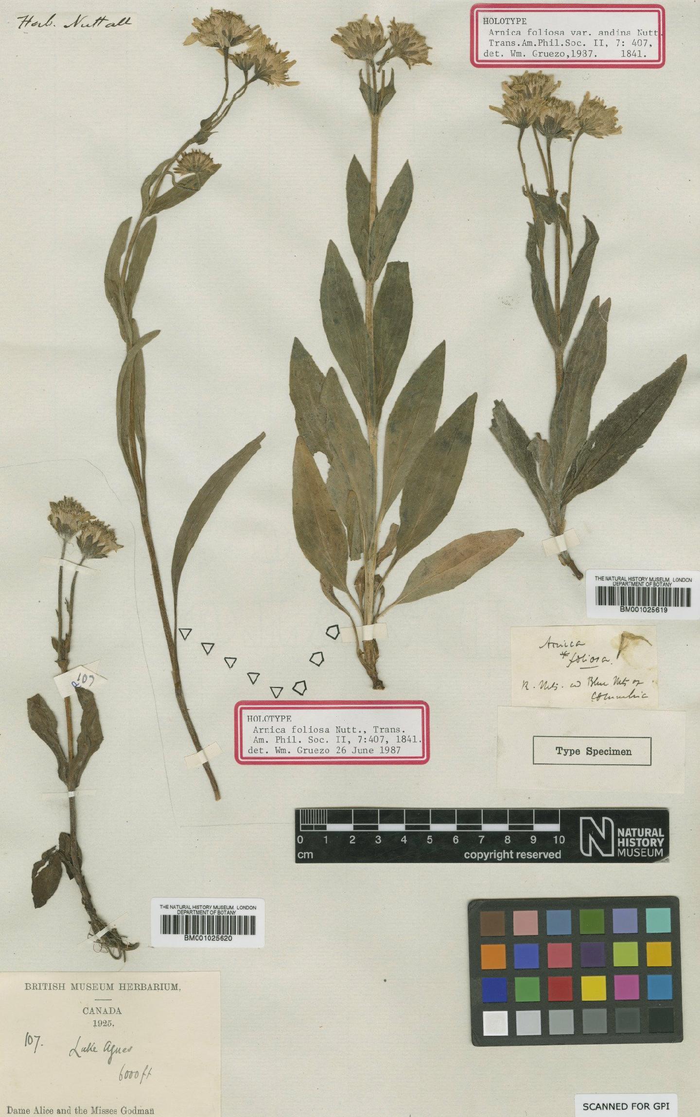 To NHMUK collection (Arnica chamissonis subsp. foliosa (Nutt.) Maguire; Holotype; NHMUK:ecatalogue:1185263)