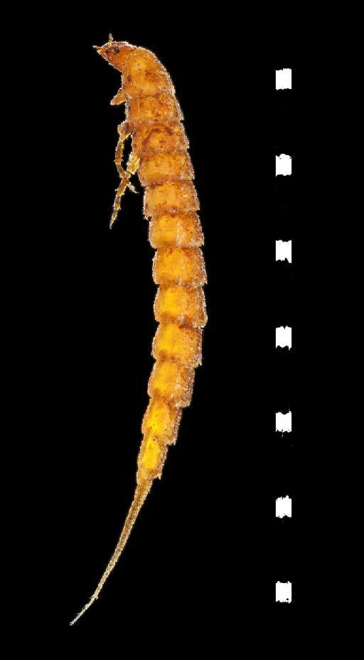 Haliplus lineatocollis (Marsham, 1802) - Britihs_Larval_Handvbook_Haliplus_lineatocollis_BMNH{E}_1003196