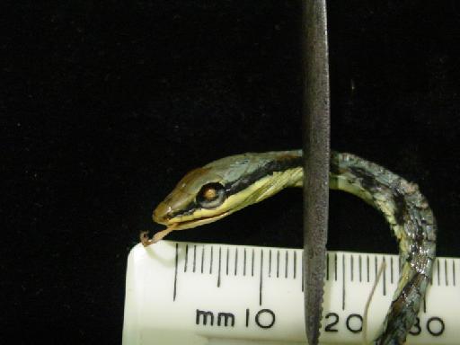 Dendrelaphis bifrenalis Boulenger, 1890 - Dendrelaphis bifrenalis 1946.1.10.19 002.JPG