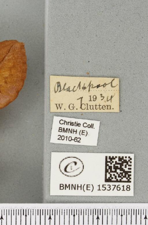 Euthrix potatoria (Linnaeus, 1758) - BMNHE_1537618_label_202792