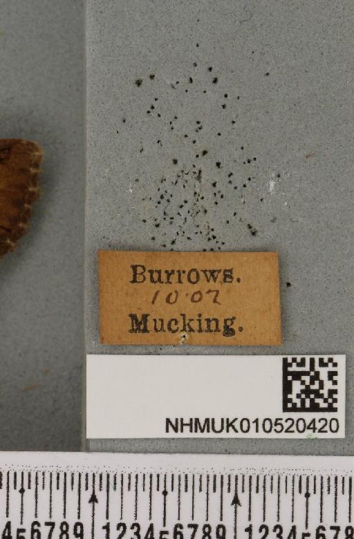 Allophyes oxyacanthae (Linnaeus, 1758) - NHMUK_010520420_label_573952