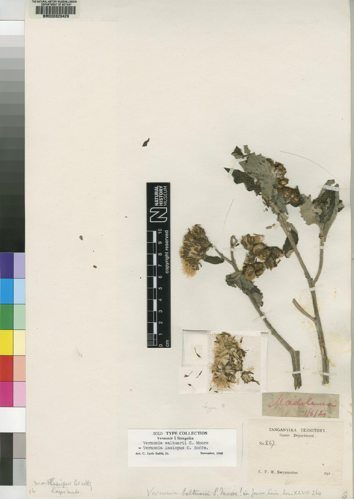 To NHMUK collection (Vernonia iodocalyx O.Hoffm.; Holotype; NHMUK:ecatalogue:4526386)