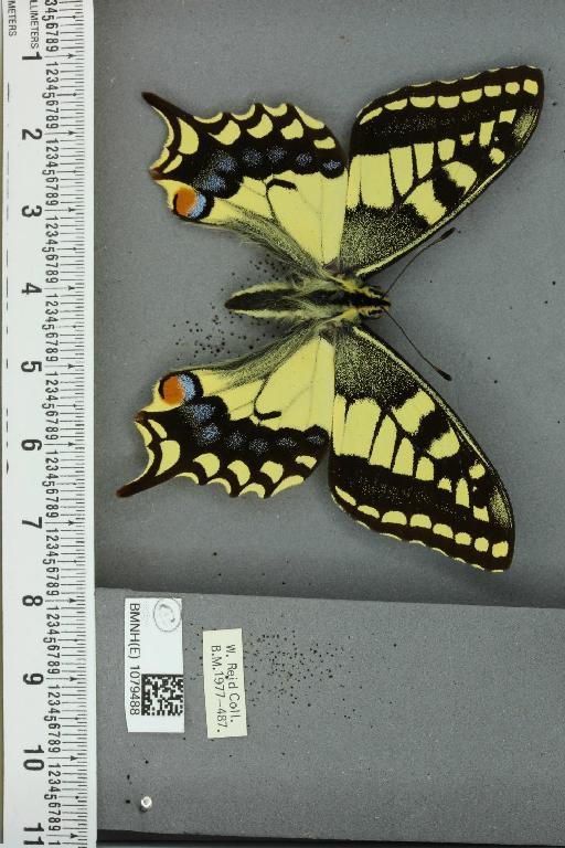 Papilio machaon britannicus Seitz, 1907 - BMNHE_1079488_64876