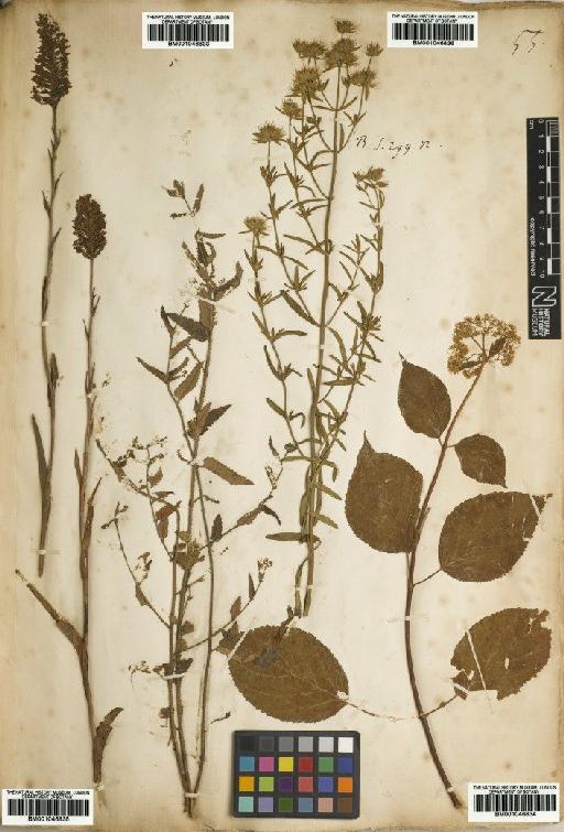 Tragia urticifolia Michx. - BM001046833