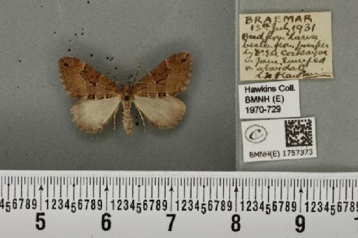 Thera cognata (Thunberg, 1792) - BMNHE_1757373_332033