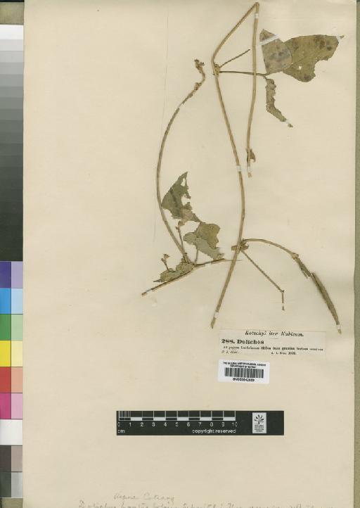 Vigna unguiculata (L.) Walp. - BM000842659