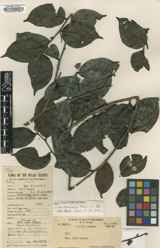 Ilex clemensiae Heine - BM000583235