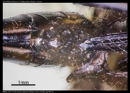 Hemicordulia cupricolor Fraser, 1927 - BMNHE_1201774-Hemicordulia_cupricolor-lectotype-ventral_secondary_genitalia-4x