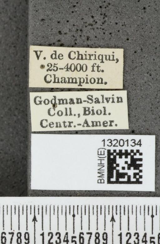 Acalymma coruscum costaricense Bechyné, 1955 - BMNHE_1320134_label_21119