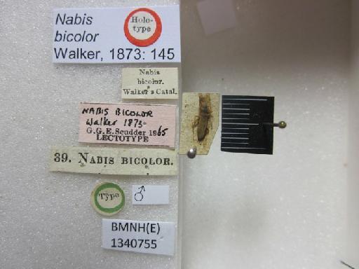 Nabis bicolor Walker, 1873 - Nabis bicolor-BMNH(E)1340755-Holotype male_Labels