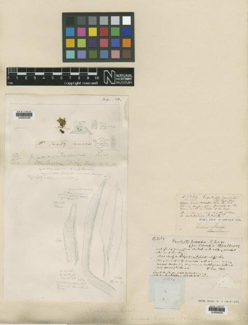 Syrrhopodon parasiticus var. parasiticus (Brid.) Besch. - BM000664065_a