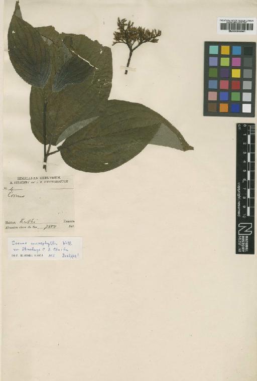 Swida macrophylla (Wall.) Sojak - BM000944941