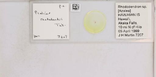 Pealius rhododendrae Takahashi, 1935 - 013488231_117725_1092324_157842_NonType